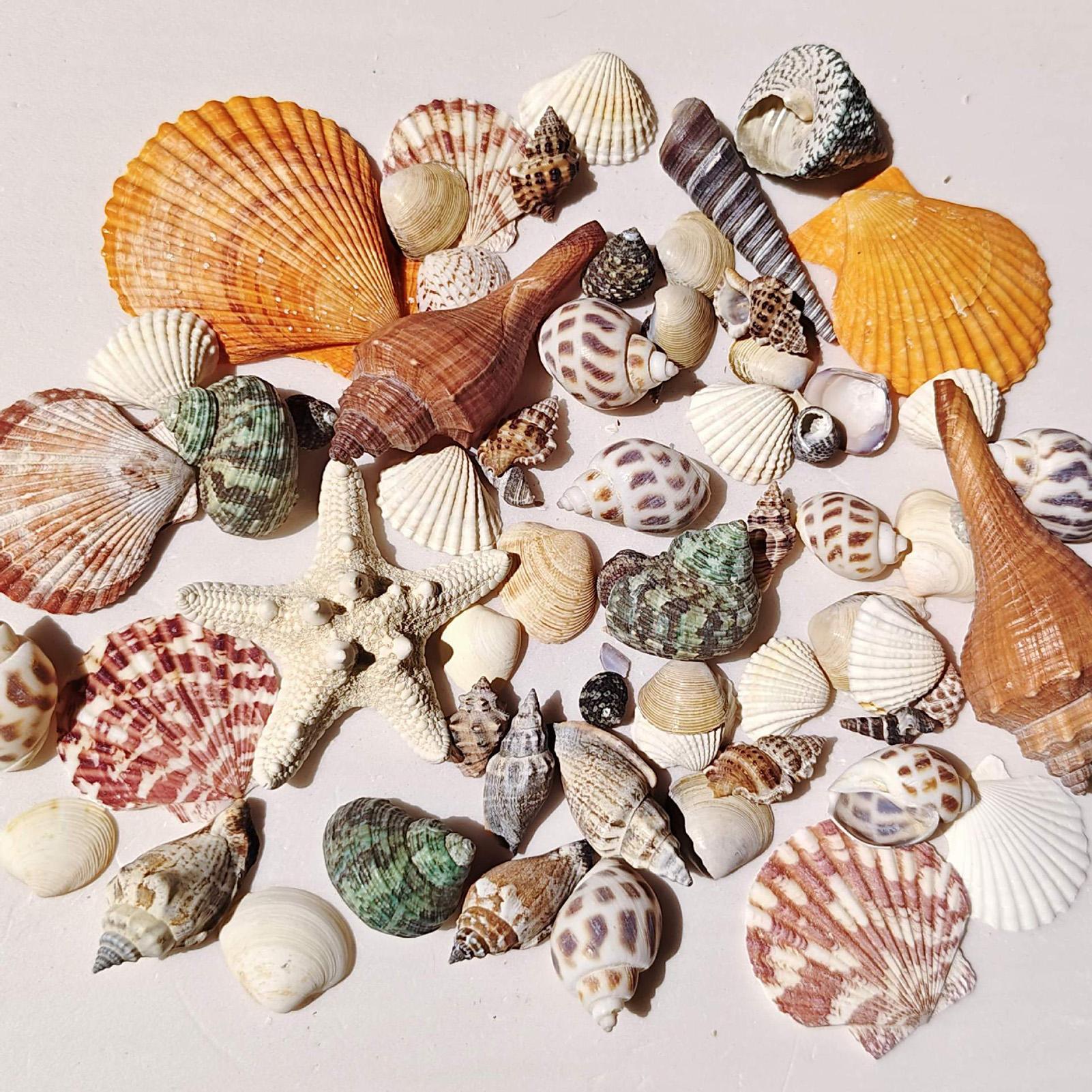 Candle Making For Kids - Tiny Shells Natural Sea Theme Candle